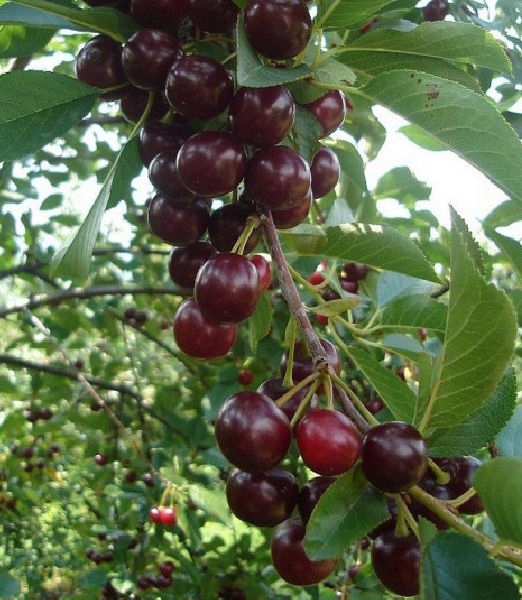 Prunus cerasus Oblaczynska